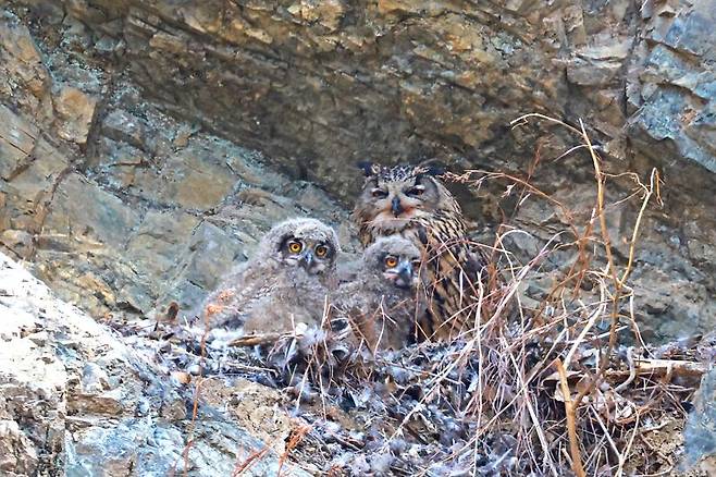 알에서 깨어난 새끼 수리부엉이. 시민생물학자인 윤기득 사진작가 촬영.