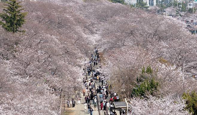 국내 최대 봄꽃 축제인 \'진해군항제\'가 열리고 있는 지난달 29일 오후 경남 창원시 진해구 경화역 벚꽃길이 관광객으로 붐비고 있다. 연합뉴스
