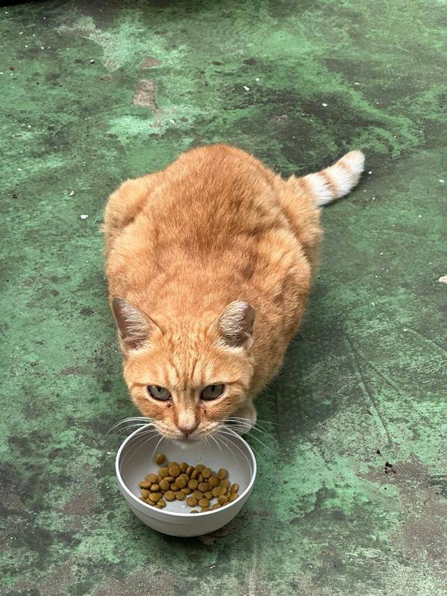 밥 먹으면서도 카리스마 있는 뿌링이. 보호자 제공