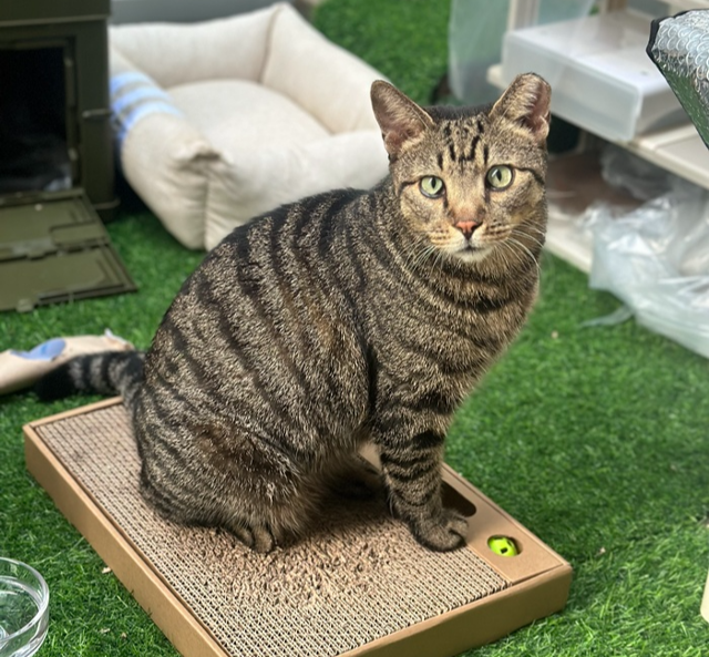 뿌링이의 짝사랑 고양이 고등어입니다. 보호자 제공