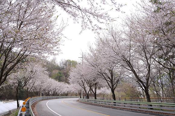남종면 벚꽃길. [사진=광주시]