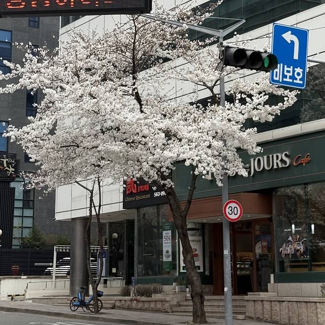 지난 29일 서울 강남에 벚꽃이 만개했다. / 박정원 인턴기자
