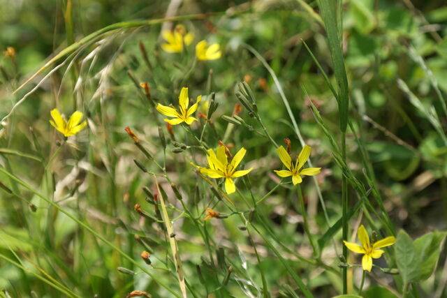 씀바귀. 국가생물종지식정보시스템