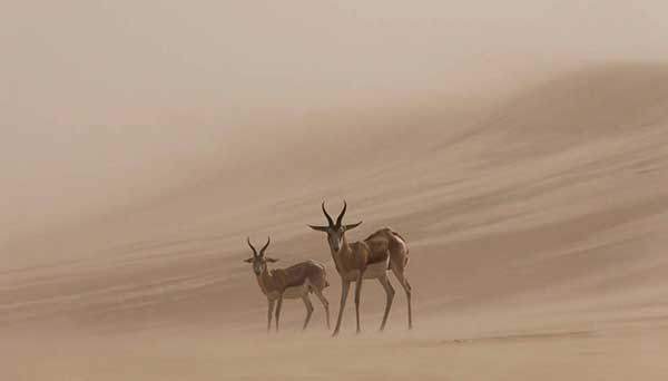 대상 작품. 아프리카 나미비아사막의 두 영양을 촬영한 크리스토프 피셔의 작품.