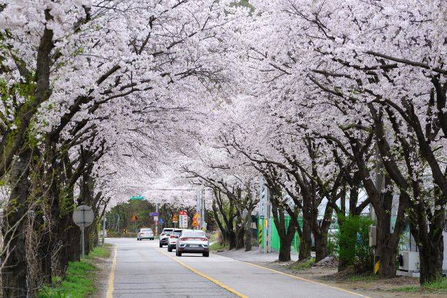 광주시 내 한 벚꽃길 ⓒ경기광주시 제공