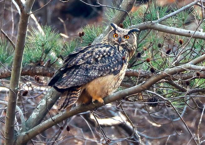 울주군 암벽서 포착된 수리부엉이 [윤기득 작가 제공. 재판매 및 DB 금지]