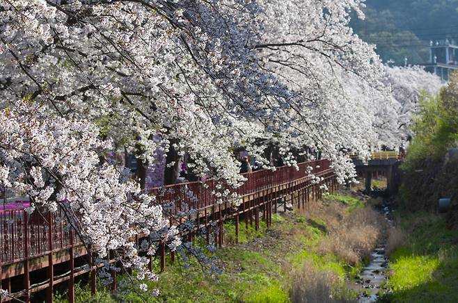 에덴벚꽃길. 사진=경기관광플랫폼.