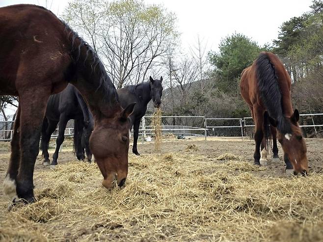 말들이 이탈리안 라이그라스 열풍건초 사료를 먹고 있다.(사진 한국마사회 제공)