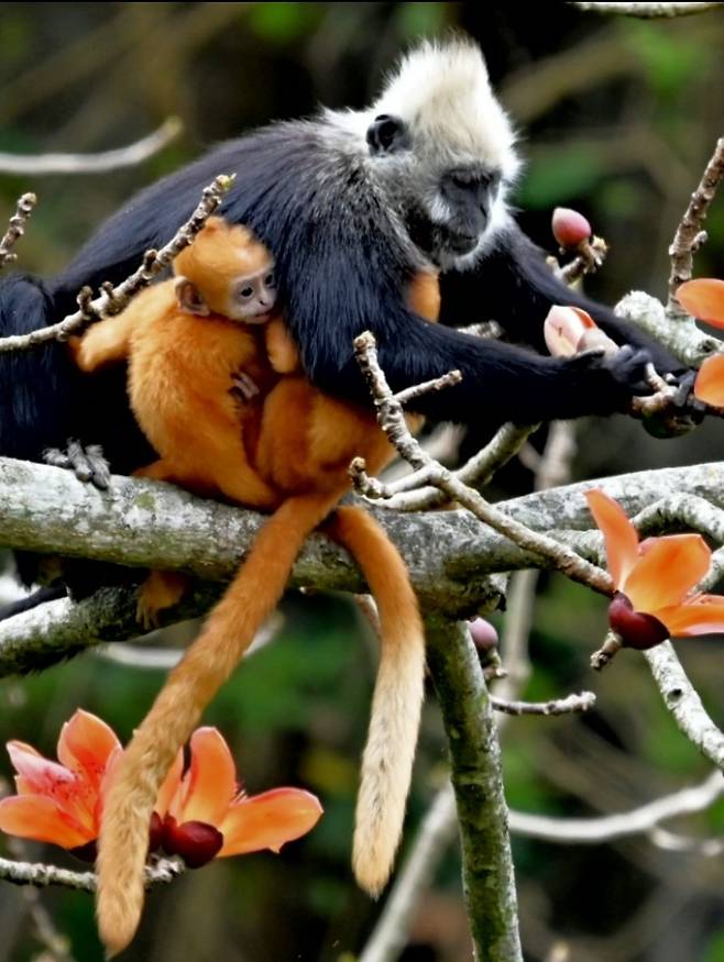 멸종위기종인 흰머리랑구르. 황금빛으로 태어난 뒤 점차 흰색과 검은색으로 변한다. 사진 화웨이