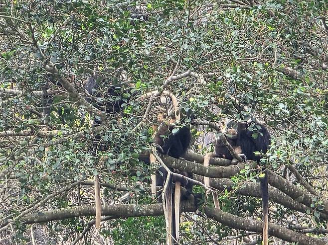 지난달 27일 중국 광시성 충쭤시 자연보호구에서 포착한 멸종위기종 원숭이 흰머리랑구르. 사진 이도성 특파원
