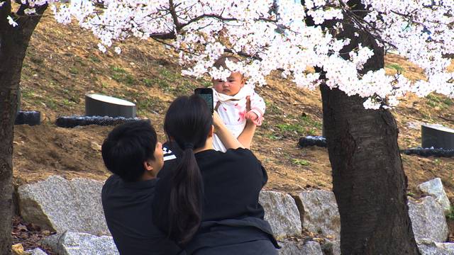 오산천에서 시민들이 벚꽃을 즐기고 있다. 오산시 제공