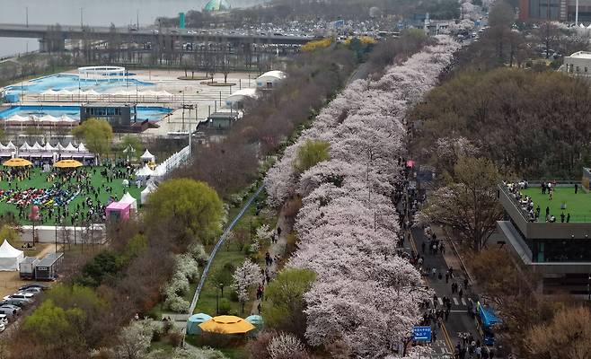 서울 영등포 여의도 봄꽃 축제가 개막한 3일 서울 영등포구 여의도 윤중로 일대에 벚꽃이 활짝 피어 있다. 뉴시스