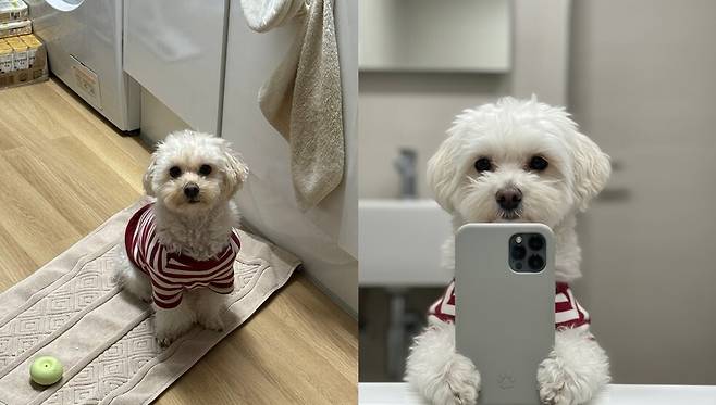 반려인이 직접 찍은 일상 사진(왼쪽)을 토대로 AI가 생성한 반려동물 프로필 이미지. 독자&nbsp;제공