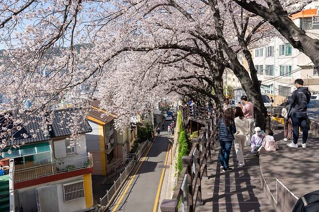 개금 벚꽃길 [부산진구 제공. 재판매 및 DB 금지]