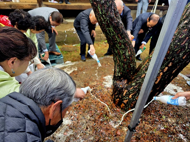 ▲ 현판 제막 후 소나무 앞으로 자리를 옮긴 종친들이 막걸리를 따르며 제례를 이어가고 있다. 김동현 기자 jhass80@kyongbuk.com