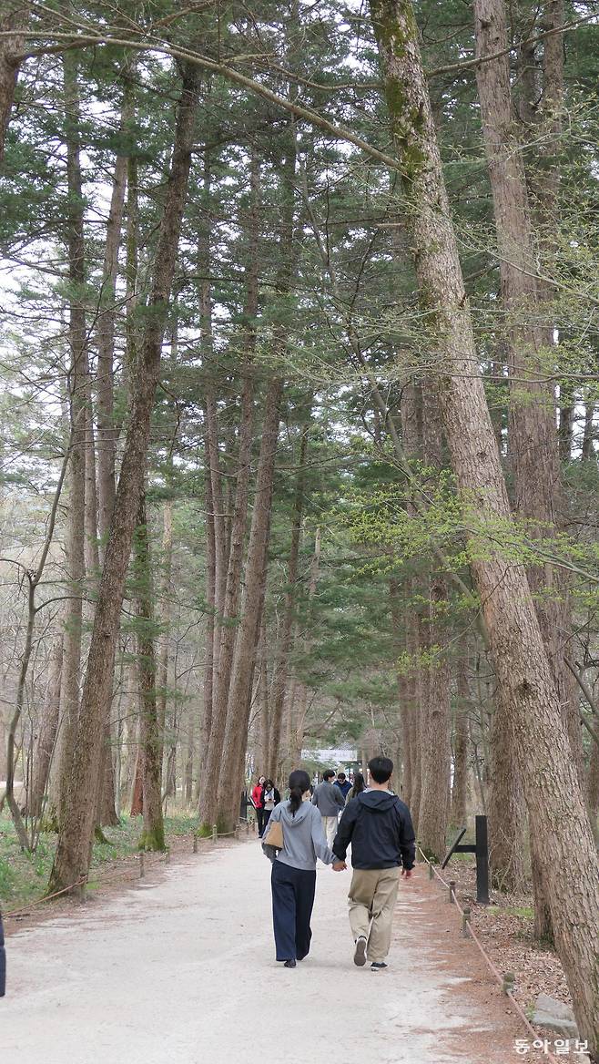 내변산 내소사 일주문에서 가람으로 이어지는 전나무 길. 결혼 전 연인이 오면 행복해진다는 속설이 있었다.