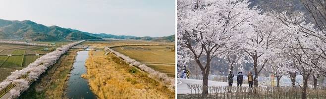 사진 왼쪽부터 보령 주산 벚꽃길, 청양 장곡사 벚꽃길 / 사진 = 보령시, 청양군