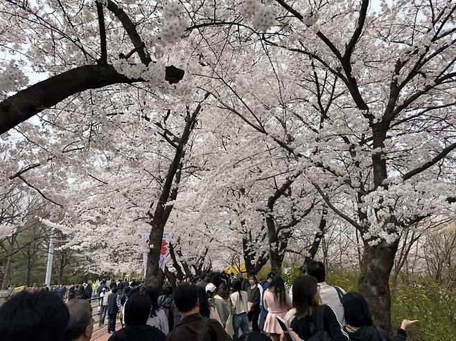 영등포 여의도 봄꽃축제 윤중로 벚꽃길 / 사진= 문서연 여행+ 기자