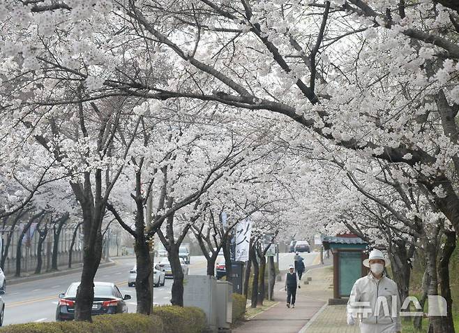 [전주=뉴시스] 김얼 기자 = 완연한 봄 날씨가 이어지고 있는 지난 3일 전북 전주시 덕진구 조경단로에 벚꽃이 만개해 있다. 2026.04.03. pmkeul@newsis.com