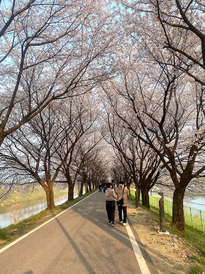 충북 충주시 봉방동 하방마을 벚꽃길이 ‘벚꽃터널’을 이루고 있다. 충주시 제공