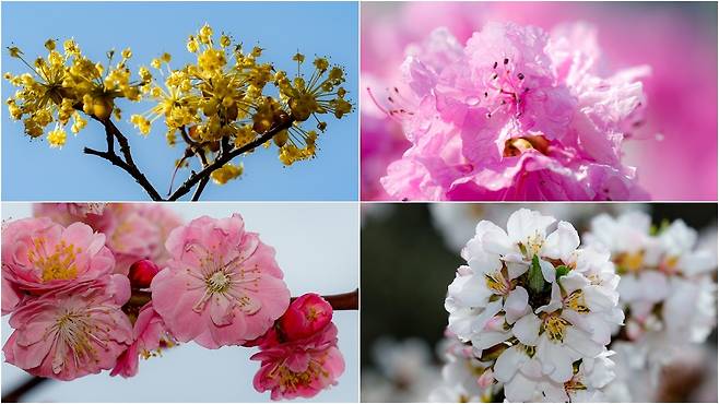 3월 31일 서울 곳곳에 봄꽃이 피어 있다. 이날 기상청에 따르면 전국 대부분 지역에서 비가 그친 가운데 낮 최고기온이 21도까지 오른 것으로 나타났다. 왼쪽 위부터 시계방향으로 산수유, 진달래, 앵도나무 꽃, 홍매화.