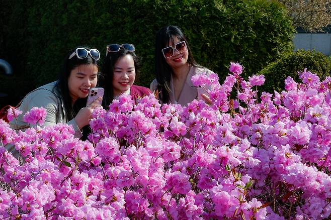 31일 서울 서대문구 이화여자대학교에 진달래 꽃이 피어 외국인 관광객들이 기념사진을 찍고 있다.&nbsp;