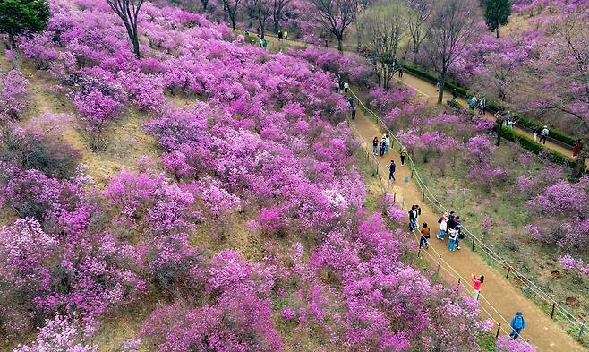 낮 최고 온도 18도로 포근한 봄 날씨를 보인 1일 경기 부천시 원미구 진달래동산에 진달래가 활짝 핀 가운데 시민들이 꽃구경에 나서고 있다. 부천=최상수 기자