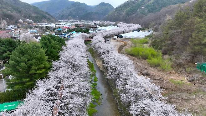 남종면 벚꽃길 [경기 광주시 제공]