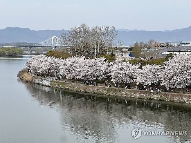 춘천에 만개한 벚꽃 [연합뉴스 자료사진]