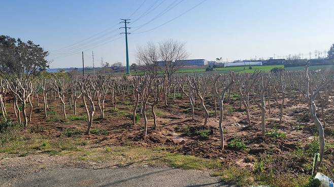 5일 오후 광주 군공항 이전에 따른 보상 목적으로 나무가 식재된 것으로 추정되는 전남 무안군 망운면 송현리 소재 한 밭의 모습. /박정석 기자