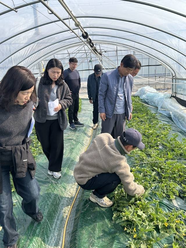 성주군농업기술센터에서 추진한 '참외 양액재배 시범사업 현장을 참외관계자들이 둘러보고 있다. 성주군농업기술센터 제공