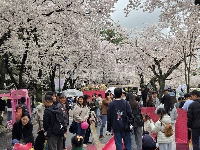 경주 대릉원돌담길에서 벚꽃축제가 진행되고 있다. 강시일 기자