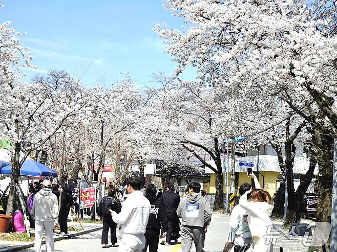 5일 제천 청풍호 벚꽃길.(독자 제공. 재판매 및 DB금지)