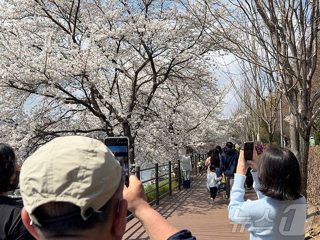 4일 오후 강원 춘천 공지천 일대에서 시민들이 만개한 벚꽃 앞에서 사진 촬영을 하고 있다. ⓒ 뉴스1 한귀섭 기자