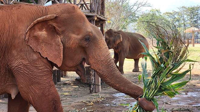 치앙마이 인근 코끼리자연보호소는 타이에서 동물복지가 가장 우수한 생크추어리 중 한곳으로, 여행자는 자원봉사에 참여하거나 관찰하는 방식으로 코끼리와 만날 수 있다. 코끼리자연보호소 제공