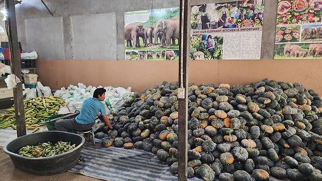 코끼리자연보호소 직원이 코끼리 먹이를 정리하고 있다. 코끼리자연보호소 제공