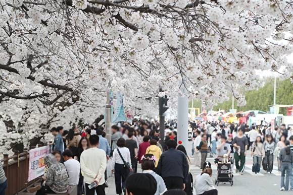 봄철 청주시 대표 축제인 청주예술제 기간, 벚꽃 등 새봄을 만끽하려는 상춘객들로 청주무심천 일대가 붐비고 있다.  [사진=청주시]