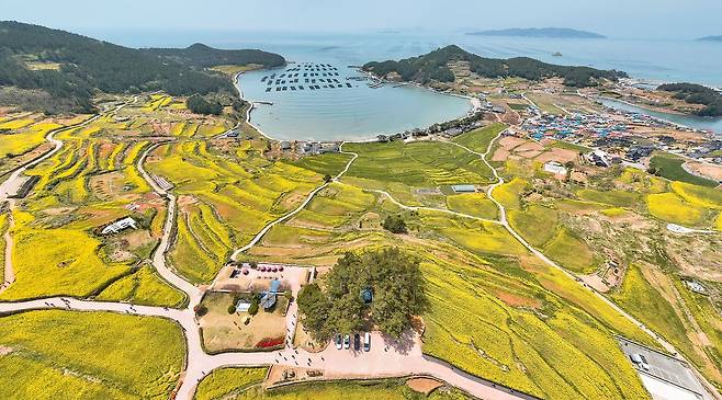 지난해 4월 슬로길걷기축제 당시 노란 유채꽃과 청보리밭, 남해의 풍광이 어우러진 완도군 청산도 전경. 사진 완도군