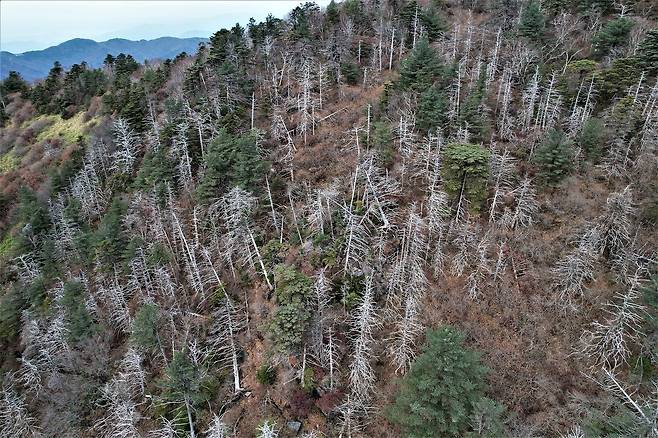 지리산국립공원 반야봉 인근 능선에서 집단 고사한 구상나무들이 하얗게 변했다. 사진 녹색연합