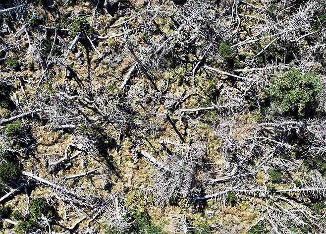 한라산국립공원에서 구상나무가 집단 고사한 모습. 사진 녹색연합