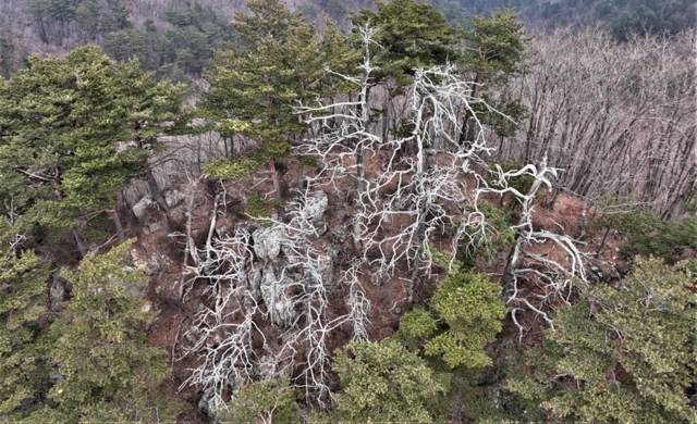 ▲ 녹색연합이 촬영한 삼척 풍곡산림보호구역 중봉산 내 금강송 고사목. 녹색연합 제공