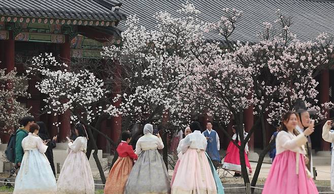 서울 종로구 경복궁을 찾은 외국인관광객들이 봄꽃을 배경으로 추억을 남기고 있다. 사진=뉴스1