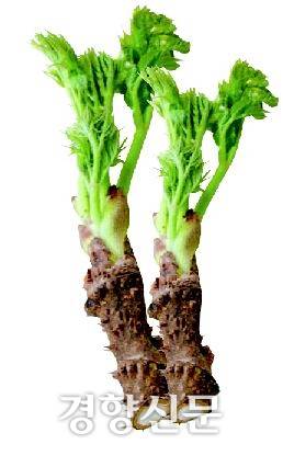 두릅. 경향신문 자료사진