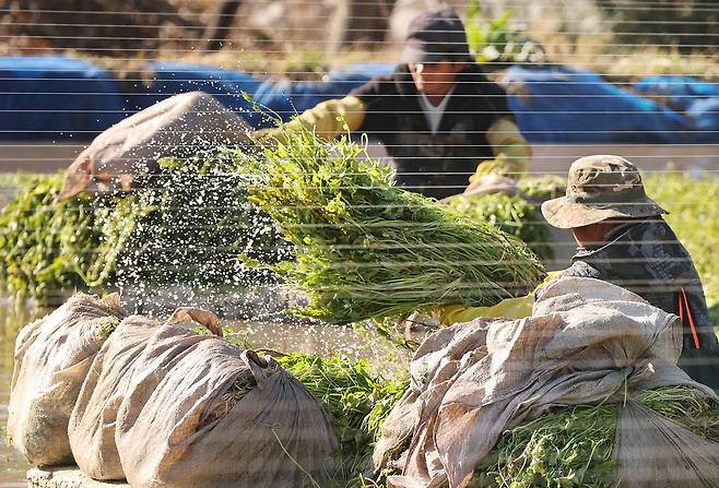 부산 기장군 미나리꽝에서 외국인 노동자들이 미나리를 수확하고 있다. 연합뉴스