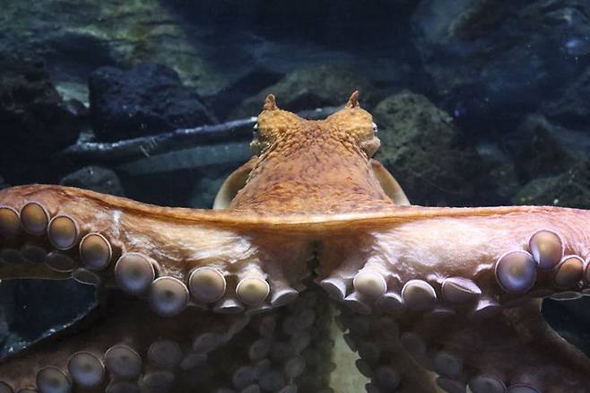 [서울=뉴시스] 문어가 서로를 눈으로 확인하지 않아도, 일정 거리 안에서 다리만 닿으면 짝짓기가 가능하다는 사실이 밝혀졌다. (사진=유토이미지) *재판매 및 DB금지 *재판매 및 DB 금지