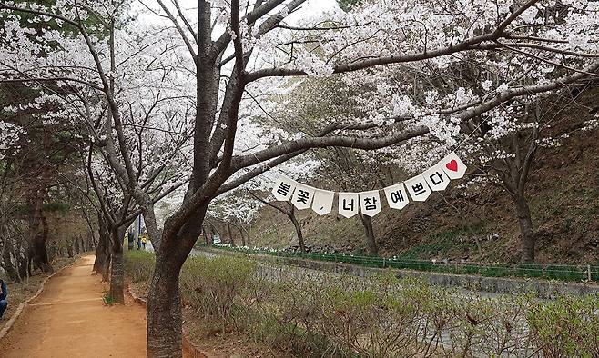 보령 옥마산 벚꽃.