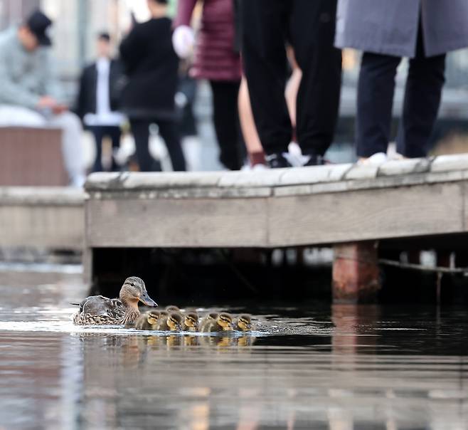 청둥오리 가족을 따라다니는 주민들.