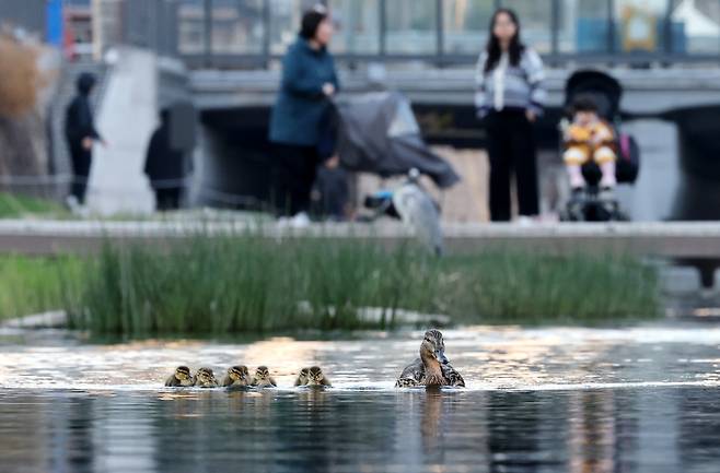 청둥오리 가족이 유영하고 있다.