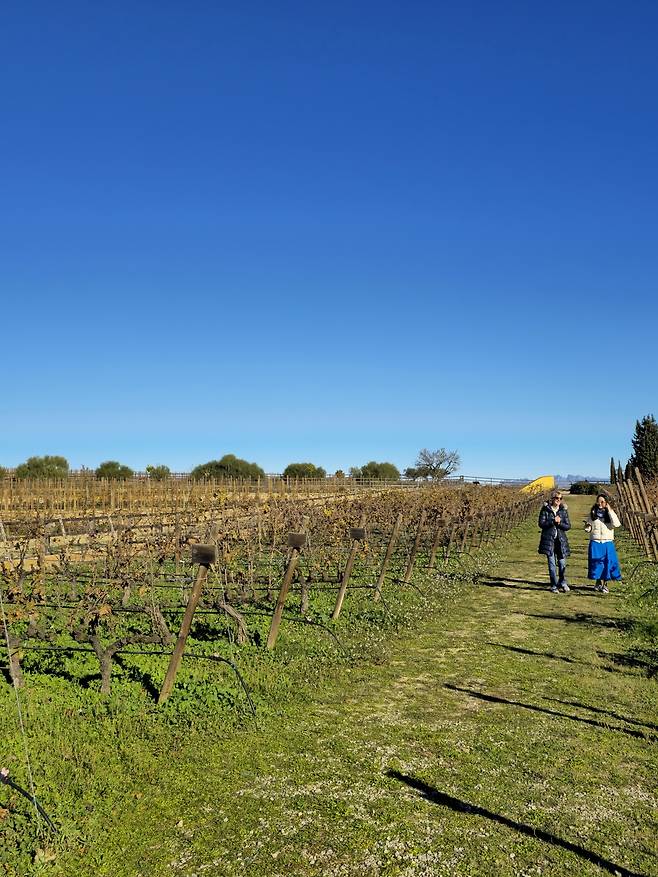 토레스 포도밭. 최현태 기자