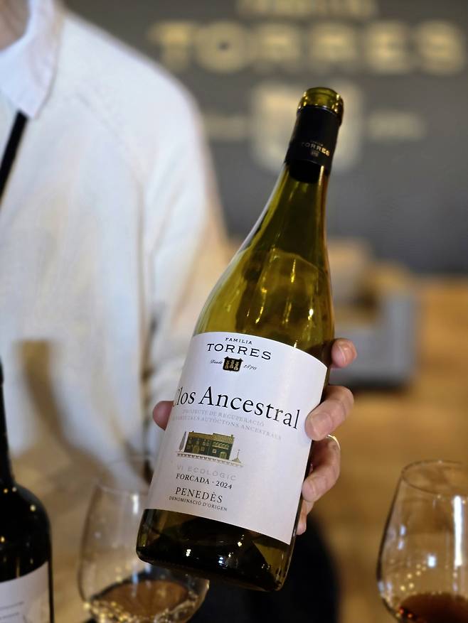 끌로 안세스트랄 화이트 포르카다. 최현태 기자